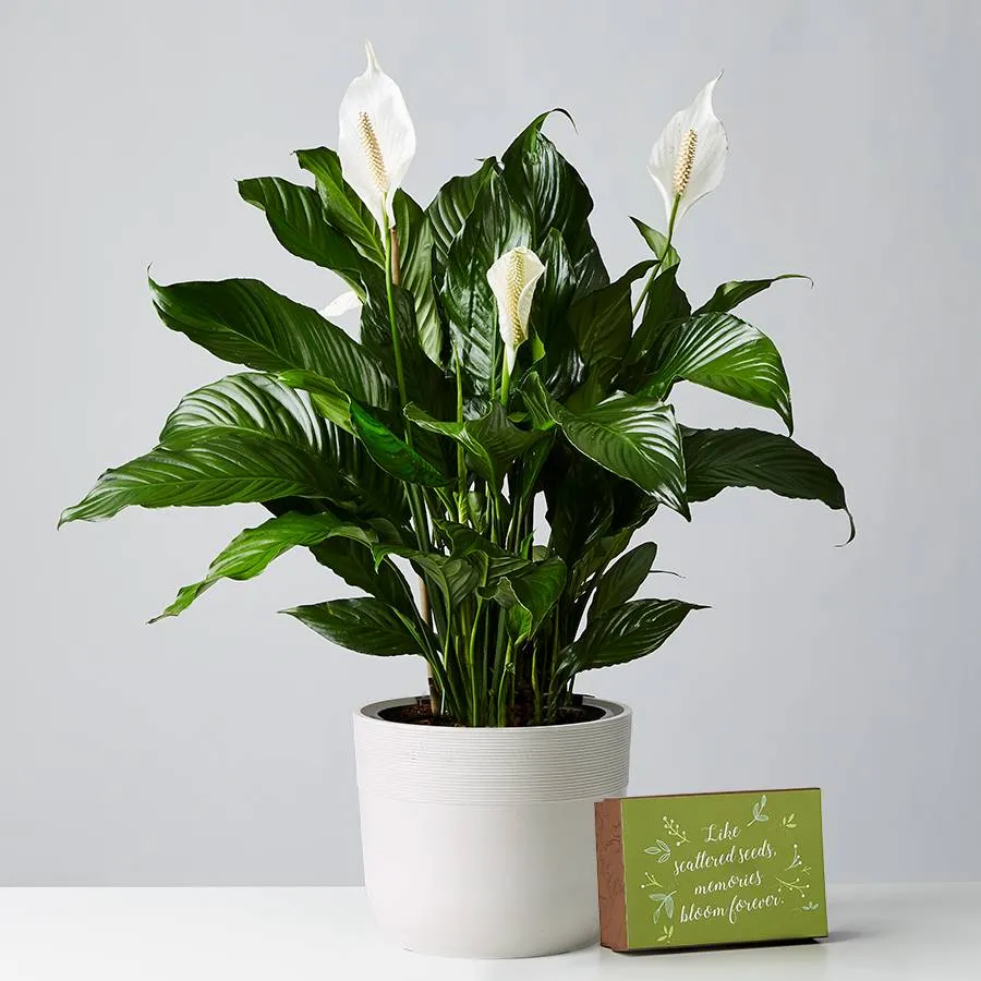 Sympathy Peace Lily Floor Plant (Spathiphyllum)